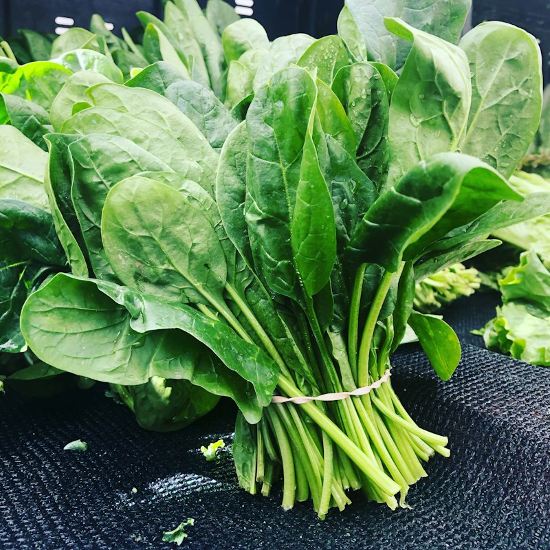 Red Spinach Bundle